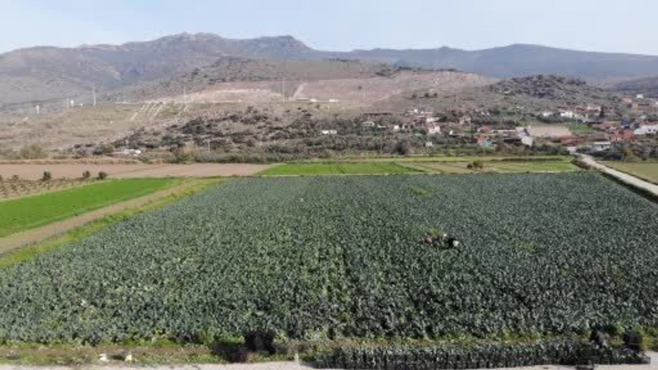 Menemen Ovası'nda brokoli hasadı başladı: Rekolte 65 bin ton, üretici maliyet baskısı artıyor