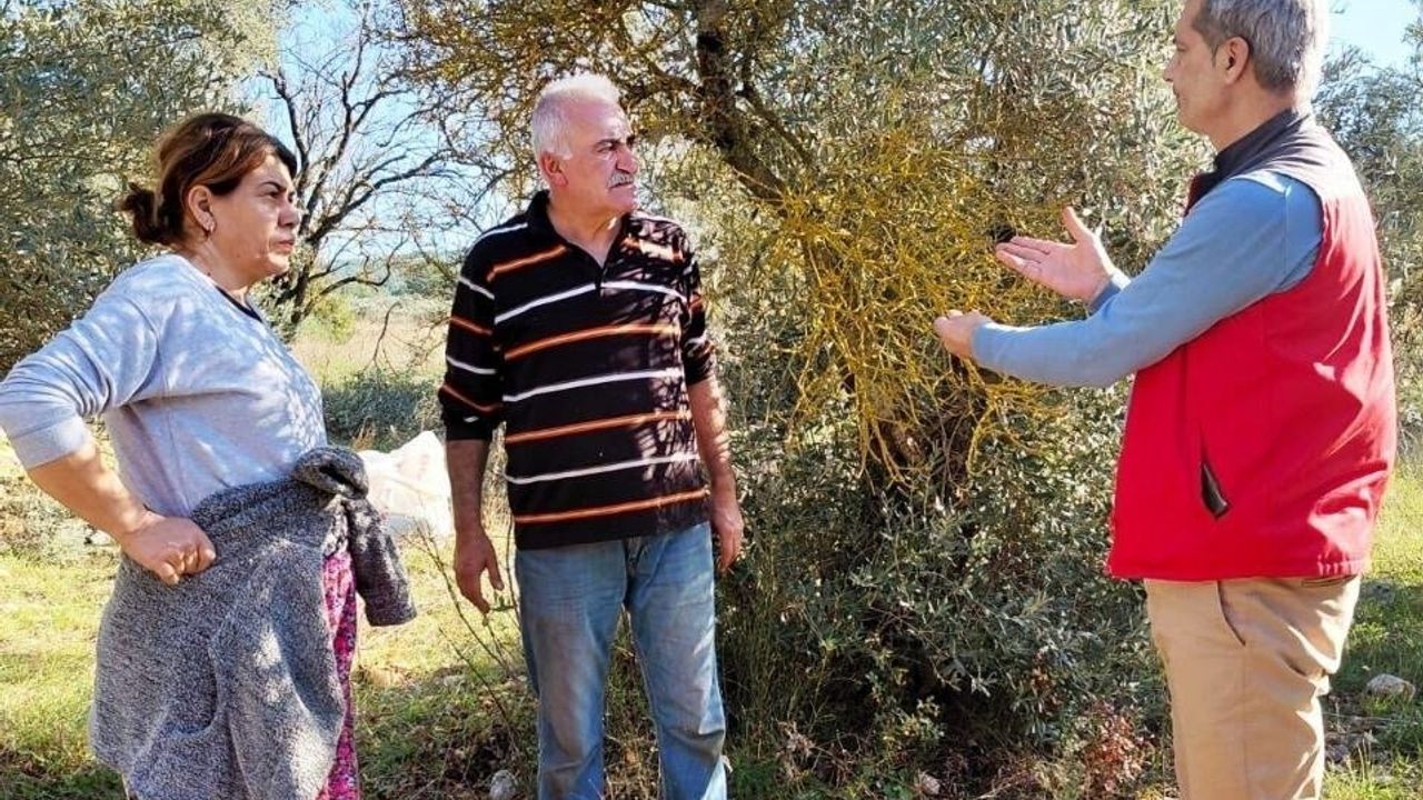 Menteşe'de zeytin üreticilerine yönelik bilgilendirme ve ZİMİD denetimleri sürüyor