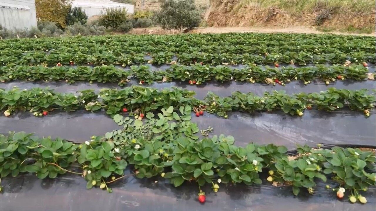 Mersin Anamur'da kış çilek hasadı: Bahçede kilogramı 130 TL