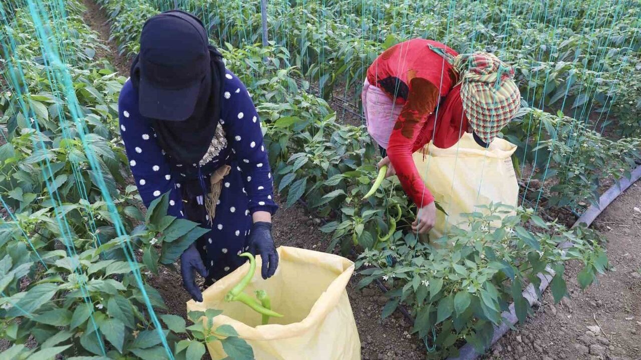 Mersin Büyükşehir'den Akdeniz'deki örtü altı üreticilerine sera ipi ve tuzak desteği