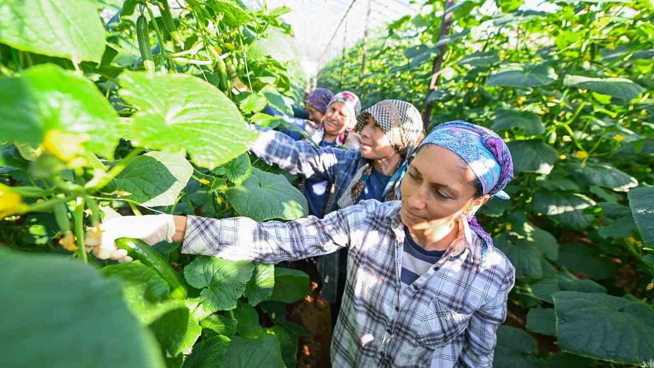 Mersin Büyükşehir'in yüzde 70 hibe destekli hıyar fideleri Aydıncık'ta hasada başladı