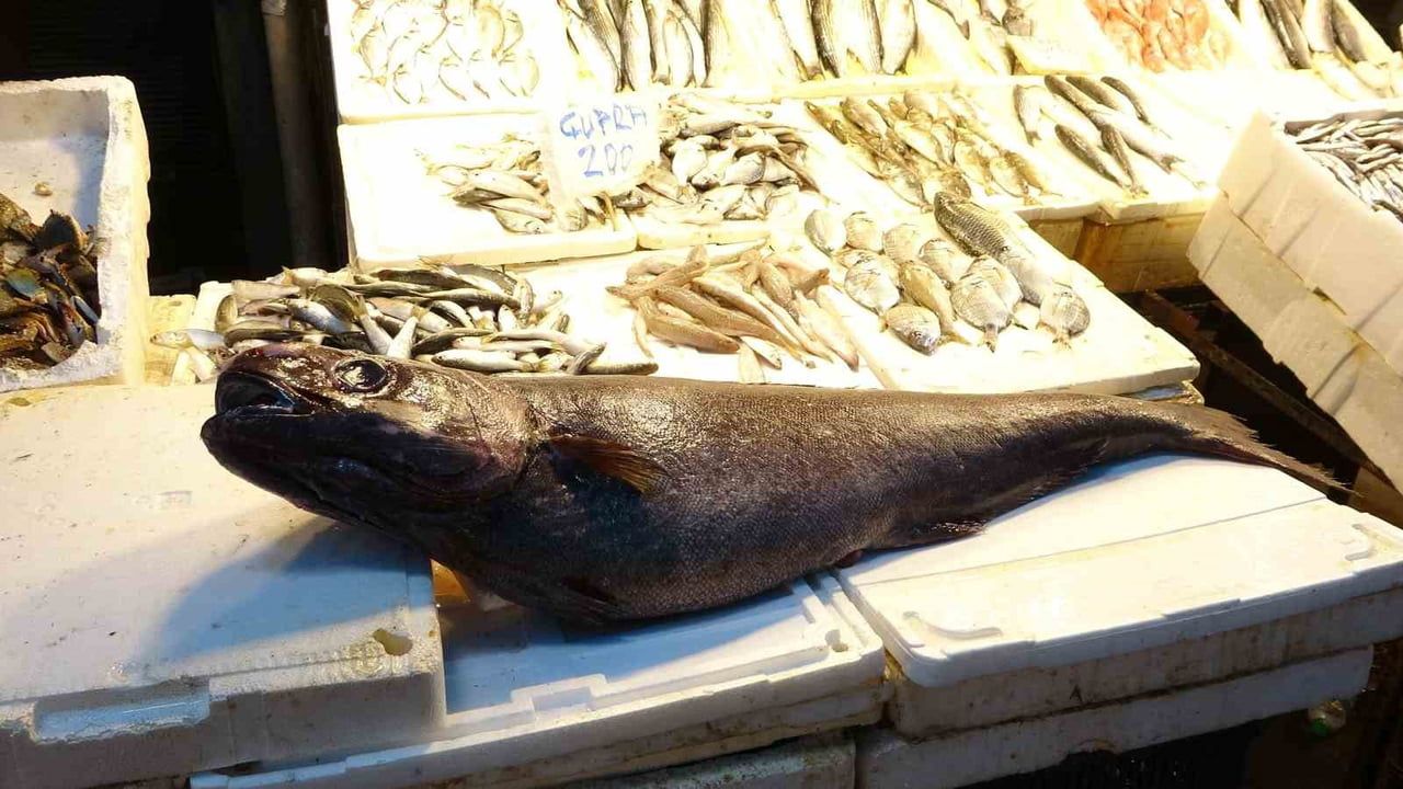 Mersin'de nadir görülen yaklaşık 1,5 metre ve 25 kg ağırlığında Atlas balığı tezgahta sergilendi
