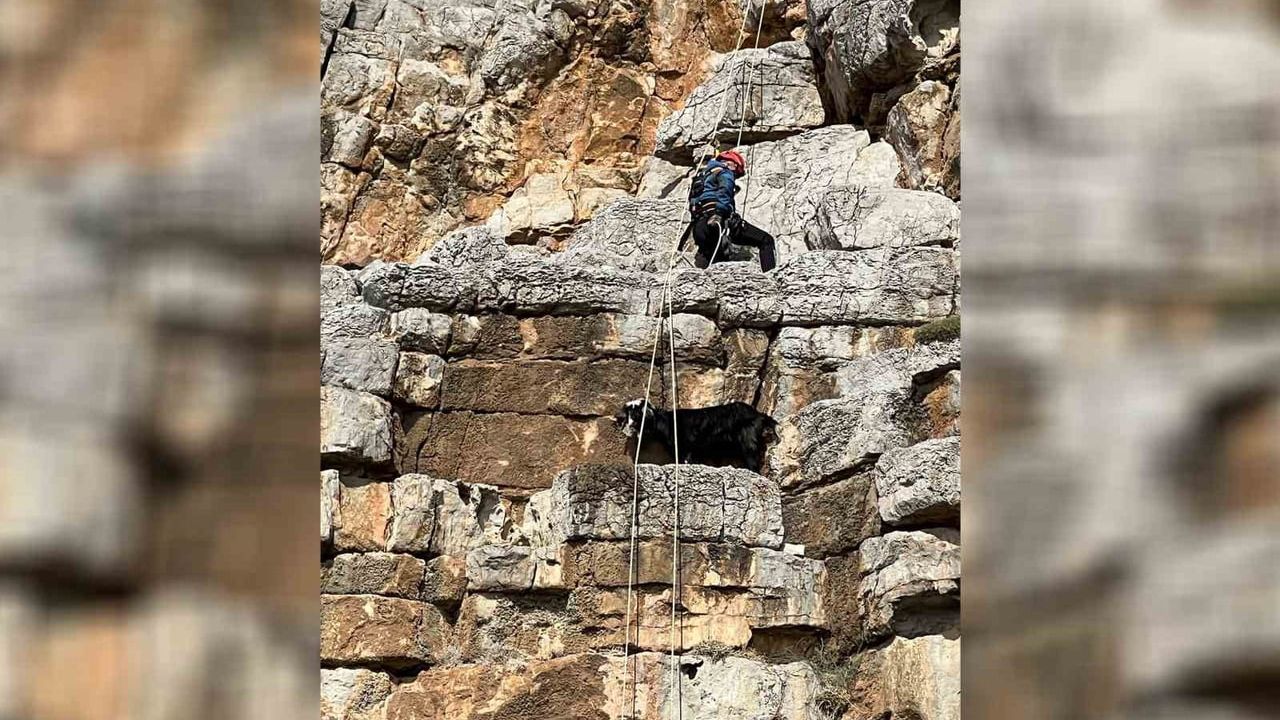 Mersin'de sarp kayalıklarda mahsur kalan keçi, karadan ve denizden yürütülen operasyonla kurtarıldı