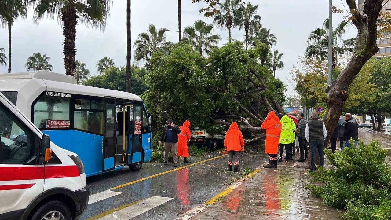 Mersin'de yağmur nedeniyle devrilen ağaç üç araca zarar verdi