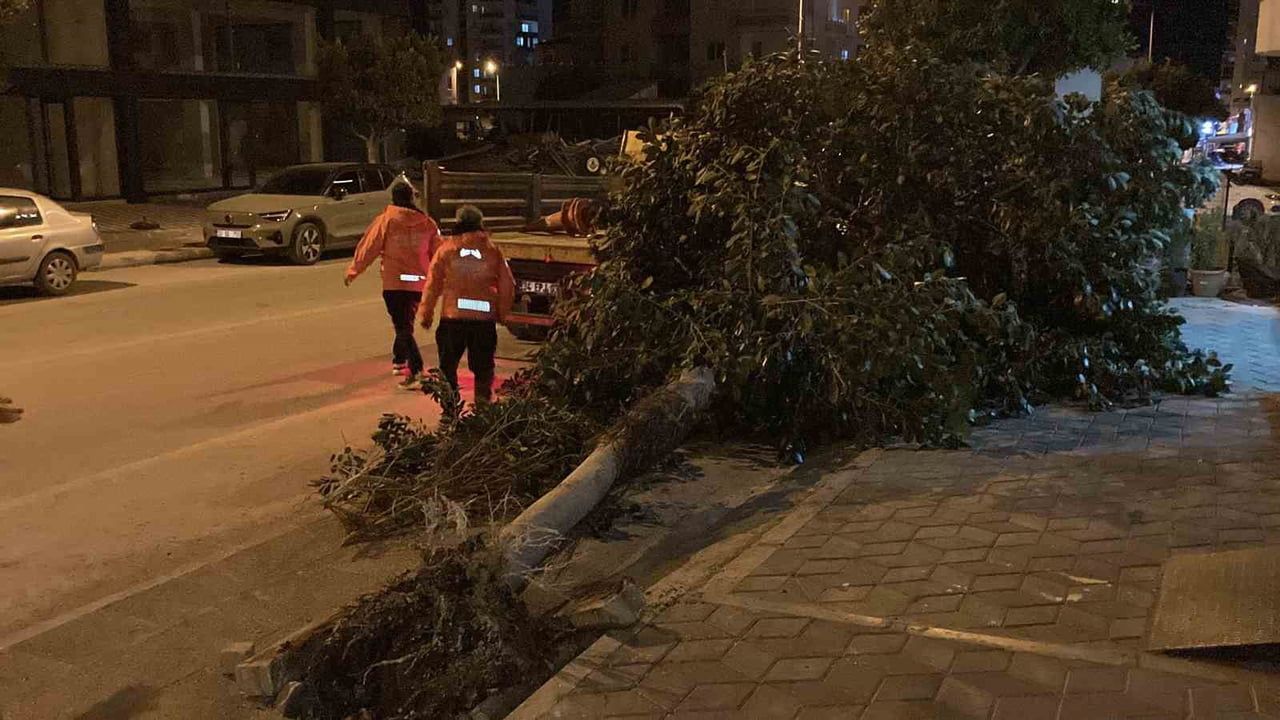 Mersin Erdemli'de kuvvetli rüzgâr ağaçları devirdi