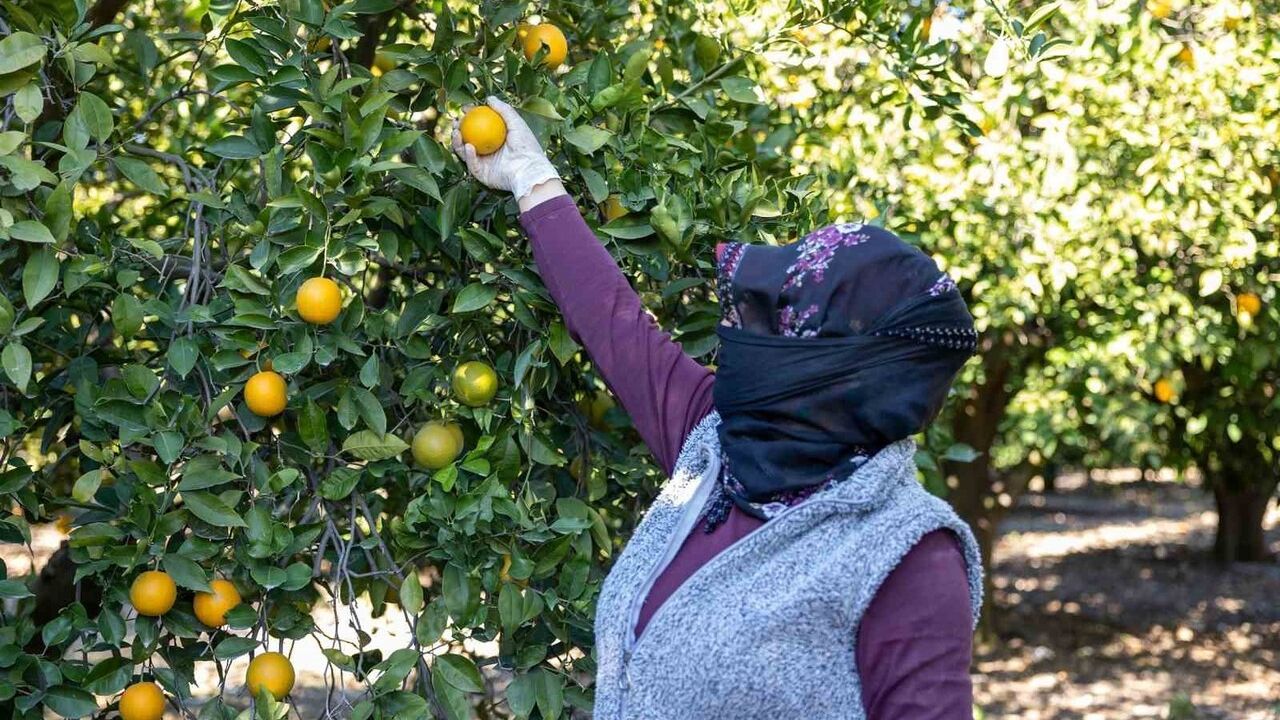 Mersin kan portakalı coğrafi işaretle korundu; Avrupa tescili hedefleniyor