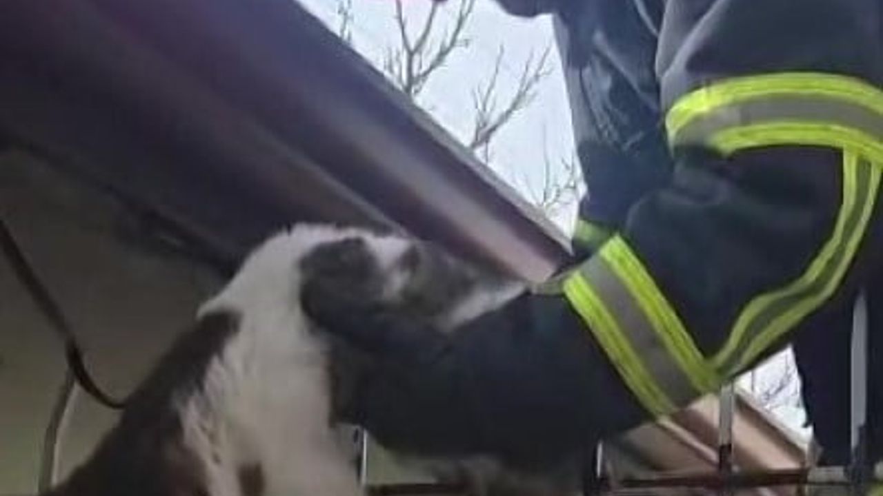 Merzifon'da demir korkuluğa saplanan kedi itfaiye ekipleri tarafından kurtarıldı