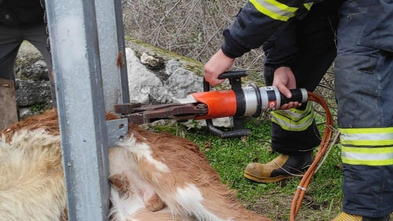 Milas’ta aydınlatma direğine sıkışan buzağı itfaiye ekipleri tarafından kurtarıldı