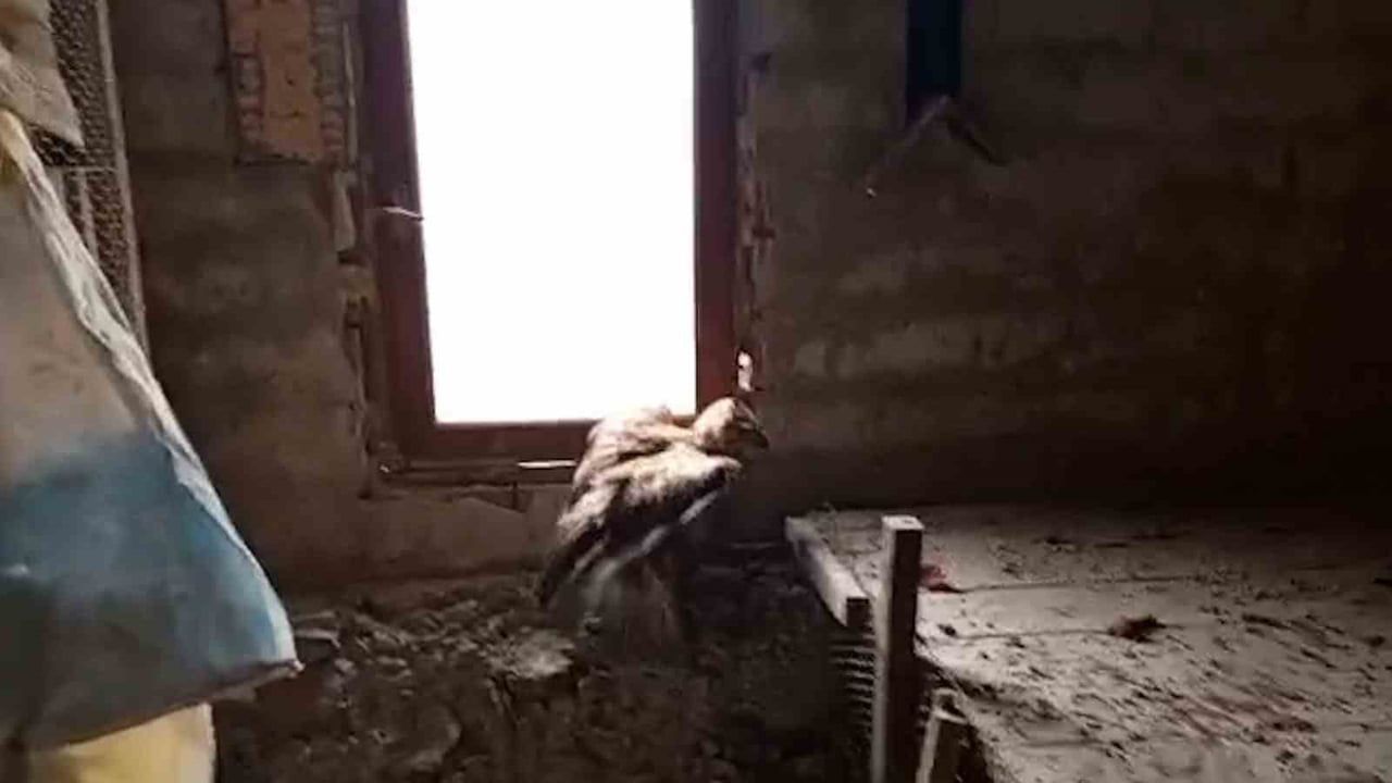 Mudurnu'da yaralı şahin koruma altına alındı