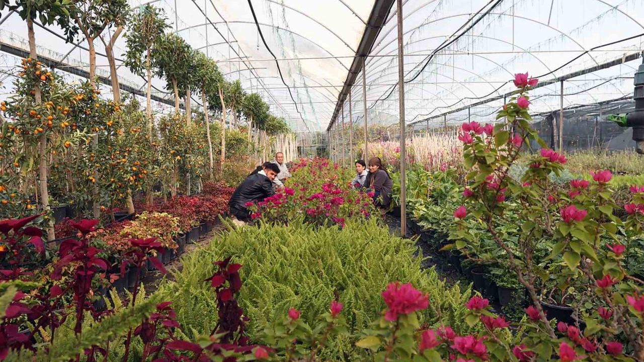 Muğla Büyükşehir'in Beyobası Alım Garantili Süs Bitkisi Projesi: Kooperatifçilik ve Kadın İstihdamına Katkı