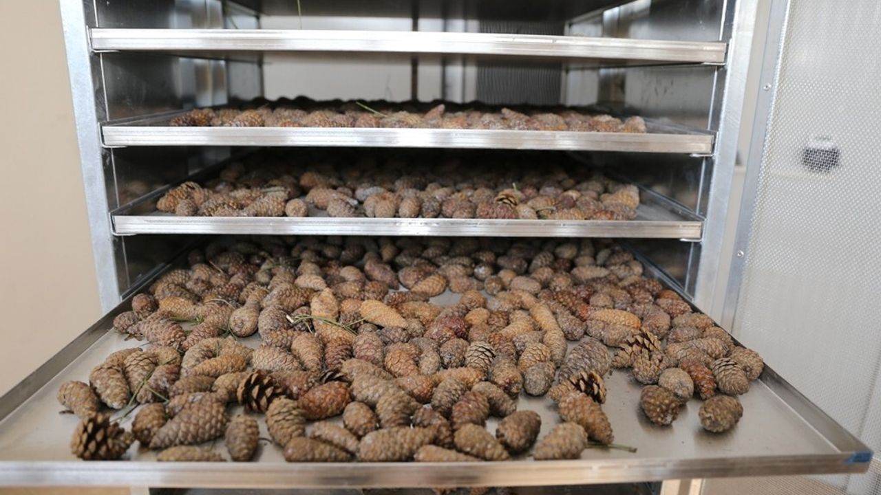 Muradiye Orman Fidanlığı 2025'te 4,2 milyon fidan üreterek yıllık kapasiteye yakın üretim gerçekleştirdi