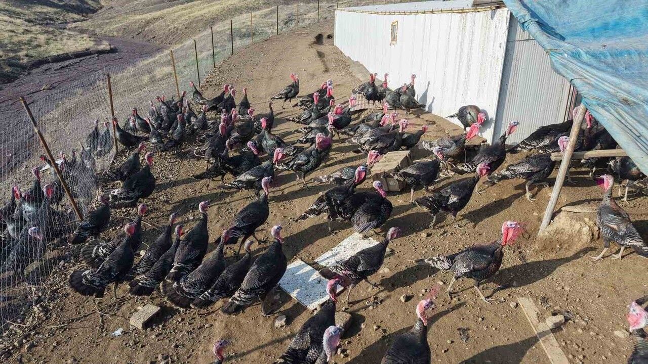 Murat Varan, Almanya'dan dönüp Elazığ Kıraç'ta 10 dönümlük hindi çiftliği kurdu