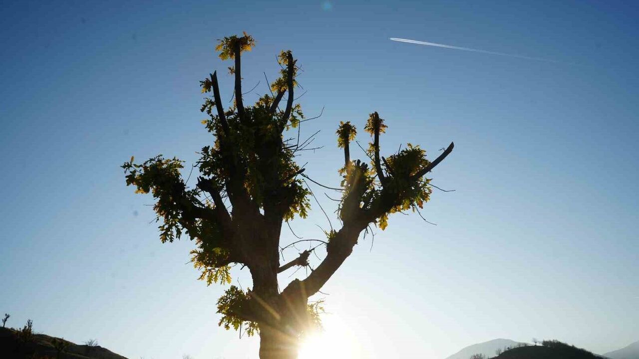 Muş Hasköy kırsalında meşe ağaçları kasım sonunda yeniden yaprak açtı