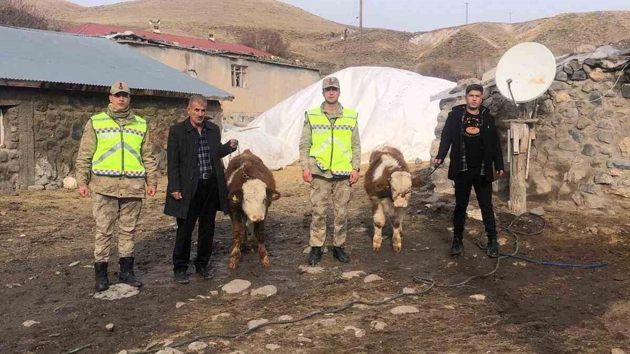 Muş’ta çalınan 2 büyükbaş hayvan jandarma ekiplerince bulunup sahibine teslim edildi