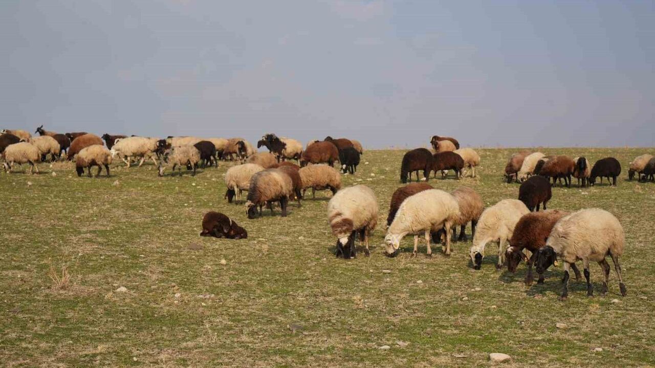 Muş'ta Kar Yağışının Gecikmesi Besicilere Yem Gideri Avantajı Sağladı