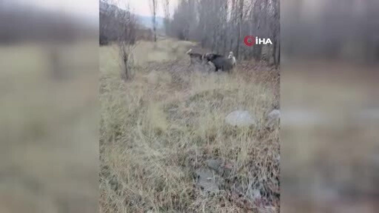 Muş'ta Karakale Köyünde Yaban Domuzunun Çoban Köpekleriyle Kovalamacası Kamerada
