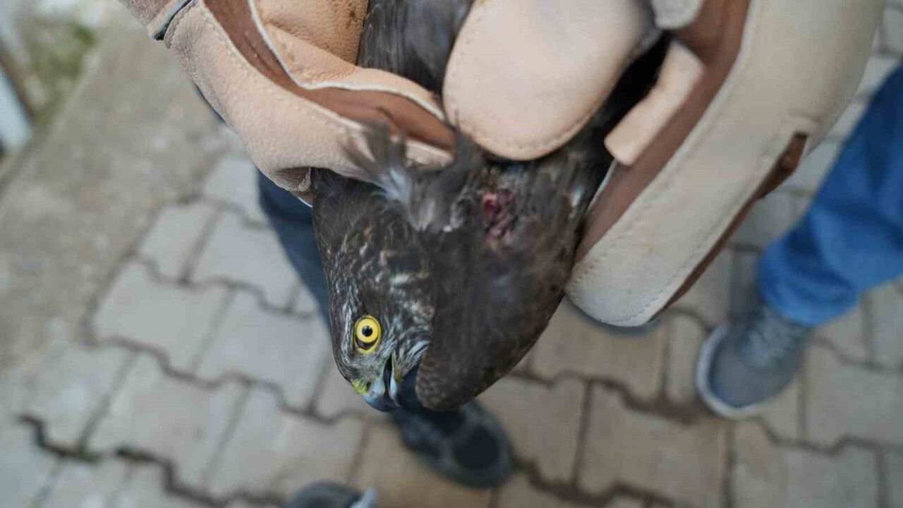 Muş’ta Yaralı Atmaca DKMP Ekiplerine Teslim Edilerek Tedaviye Alındı