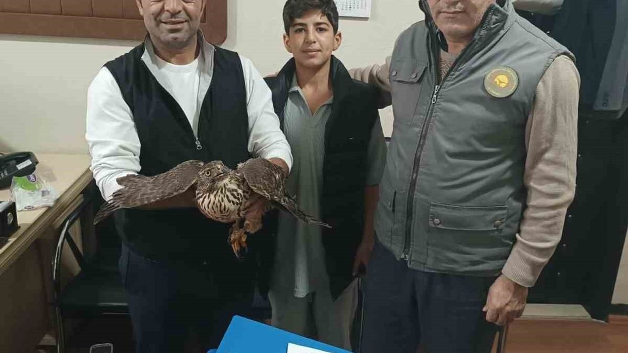 Muş'ta Yaralı Şahin DKMP'ye Teslim Edildi — Tedavi ve Rehabilitasyon Başlatıldı