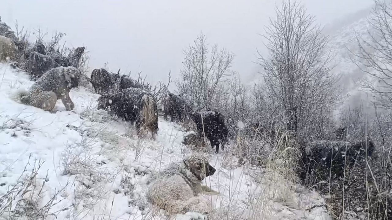 Muş’ta yüksek rakımlarda kar hayatı zorlaştırdı: Besiciler sürülerini köye indirmekte güçlük çekti
