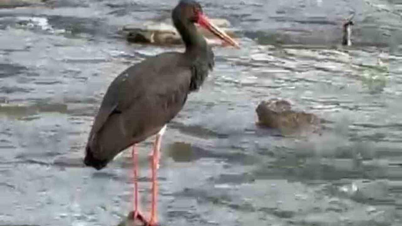 Nadir görülen kara leylek Karabük Yenice'de görüntülendi