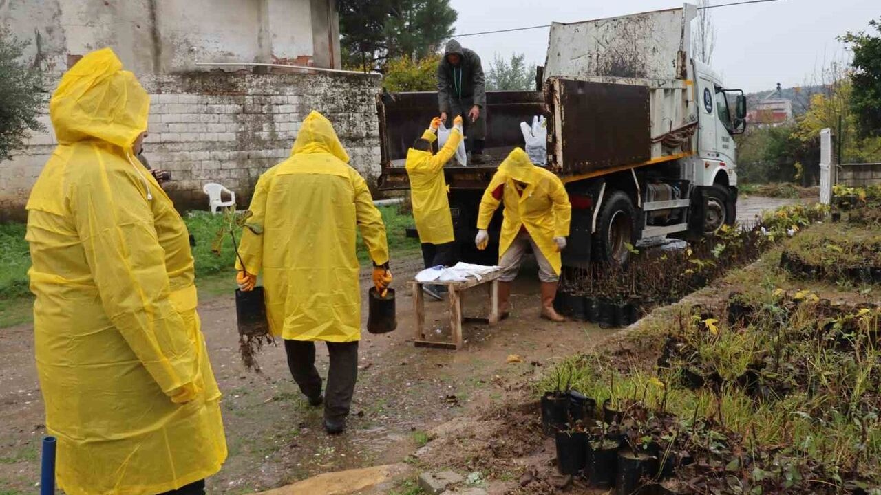Nazilli Belediyesi Işıklar Mahallesi'nde 5 bin Fidan Dağıttı — 'Yeşeren Topraklar' Projesinin İlk Etabı