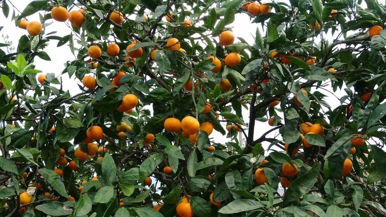 Ordu Perşembe'de narenciye hasadı başladı: 80 ton mandalina, 40 ton portakal, 20 ton limon üretimi
