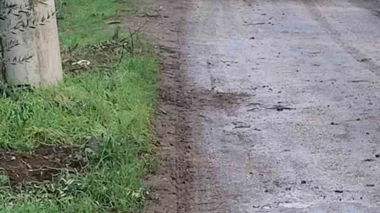 Orhangazi Çakırlı'da 500 kilo zeytin çalındı: Tarlada inceleme başlatıldı