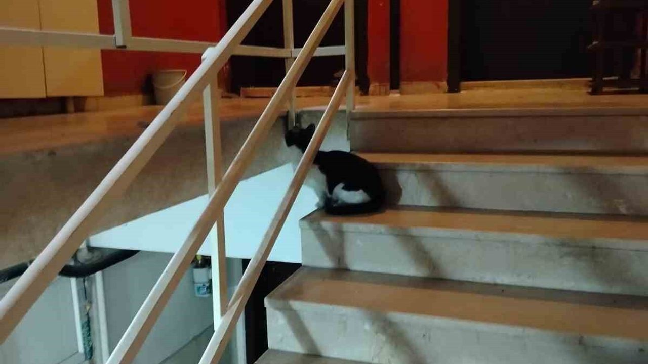 Osmancık'ta havalandırma boşluğuna düşen kedi itfaiye tarafından kurtarıldı