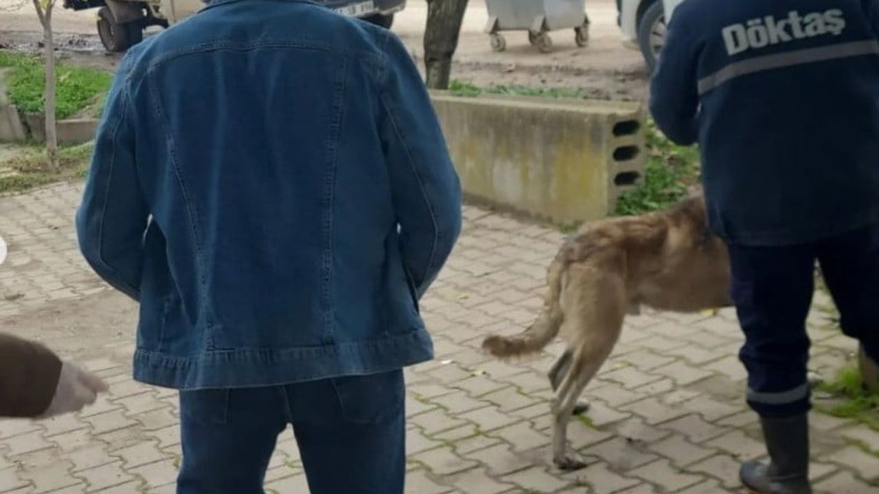 Osmaneli’de sahipli evcil hayvanlar mikroçip ve aşı ile kayıt altına alınıyor