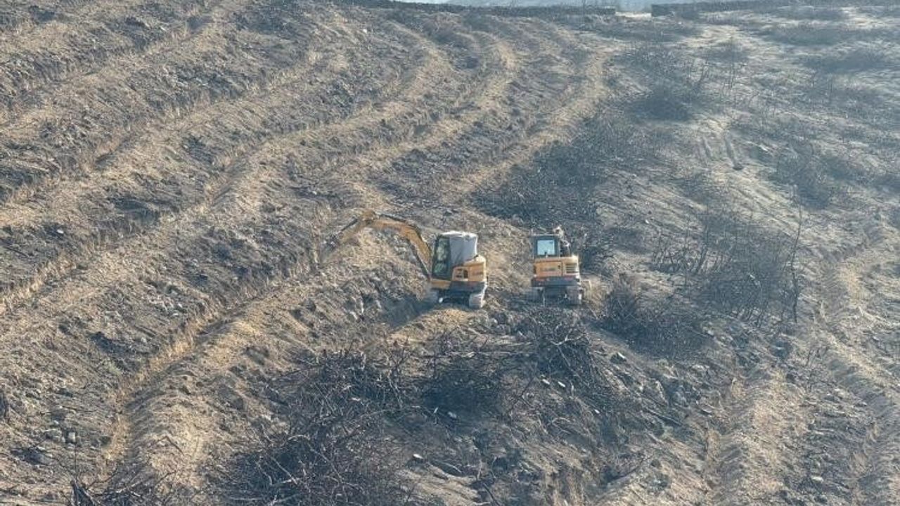 Osmaneli'de yangın bölgeleri ağaçlandırma çalışmalarıyla yeşilleniyor