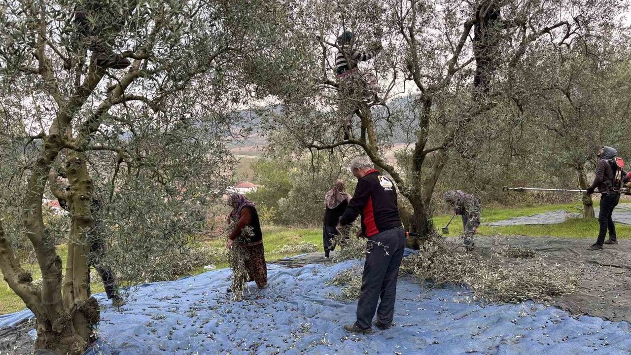 Osmaneli'nde zeytin hasadı sona erdi: Verim düştü, üreticiler fiyat ve maliyetlerden şikayetçi