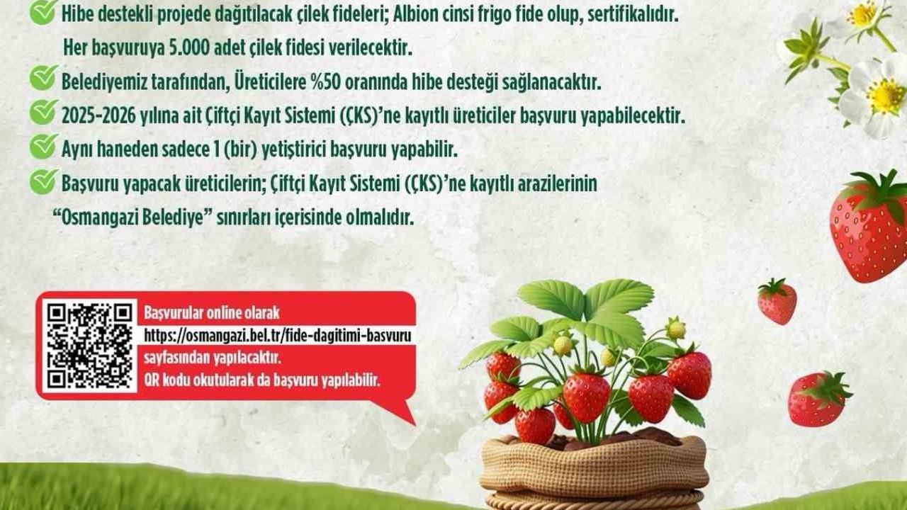 Osmangazi Belediyesi yüzde 50 hibeli çilek fidesi desteği başlatıyor