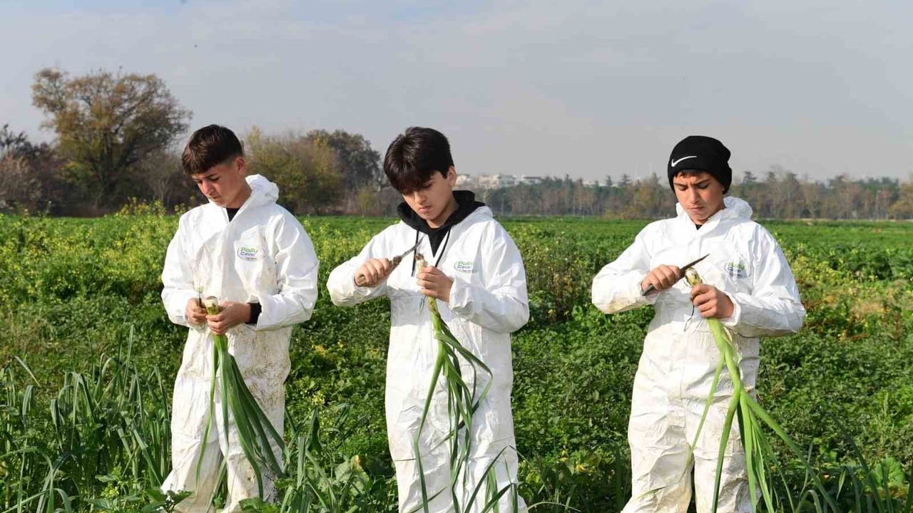 Osmangazi'de ilaçsız pırasa hasadı: Gazi Tarım ürünleri Kent Lokantalarına ulaşıyor