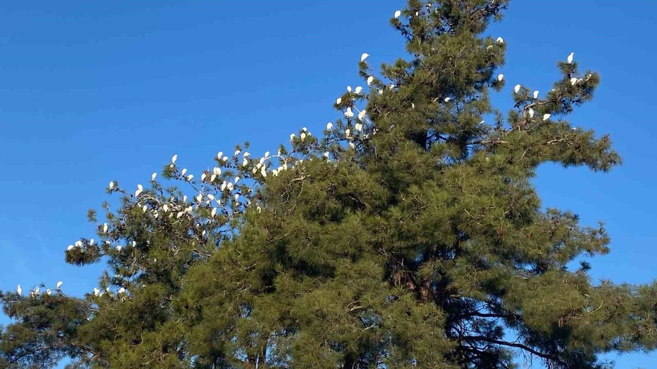 Osmaniye'de sığır balıkçıllarının kış konaklaması ilgi çekiyor