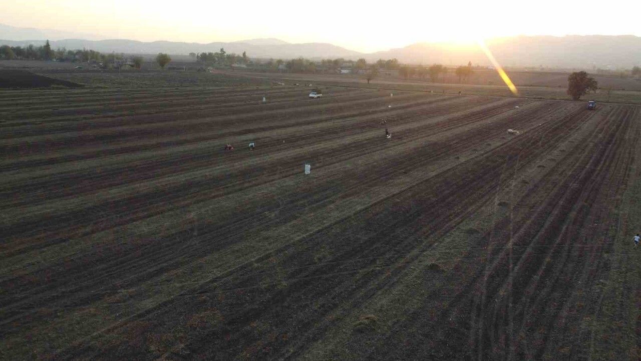 Osmaniye'de yer fıstığı yaprakları balyalanıp hayvan yemine dönüştürülüyor
