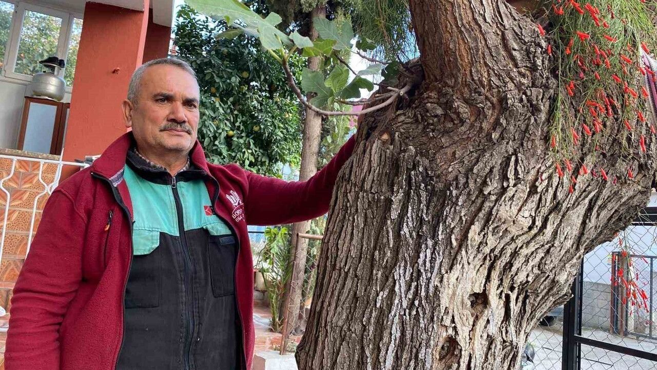 Osmaniye Düziçi'de dut gövdesinden çıkan incir filizi meyve verdi