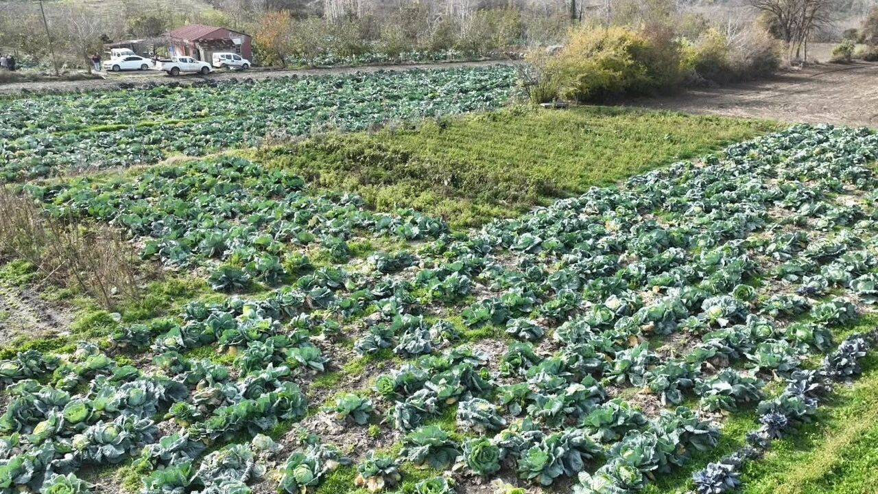 Osmaniye Hasanbeyli'de Yerli Ata Tohumu Lahana Hasadı Yapıldı