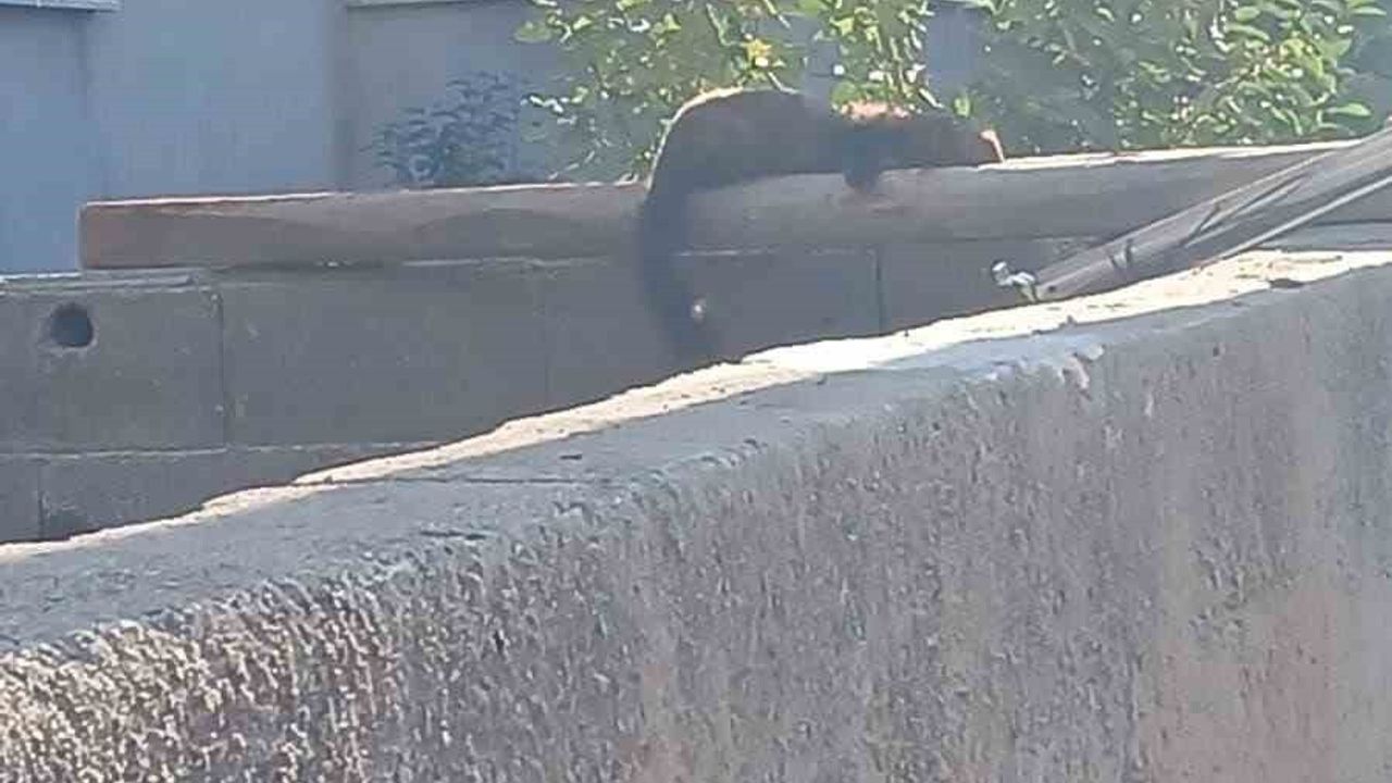 Osmaniye merkezinde nadir kent görüntüsü: Sansar gündüz duvarda güneşlendi