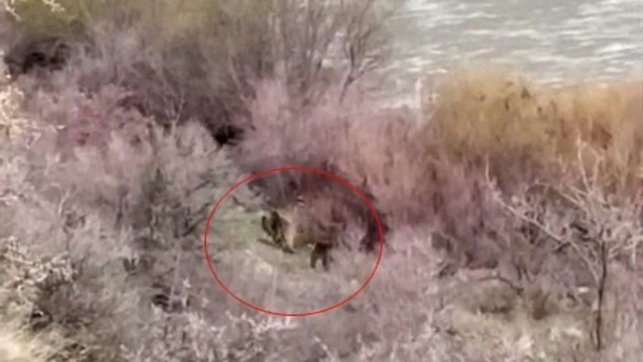 Palu'da balıkçı Murat Nehri kıyısında anne ayı ve yavrusunu görüntüledi