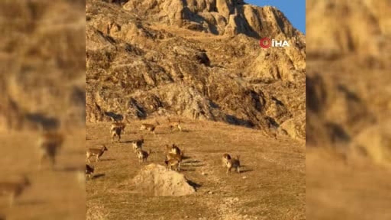 Palu Kalesi civarında sürü halinde dağ keçileri görüldü