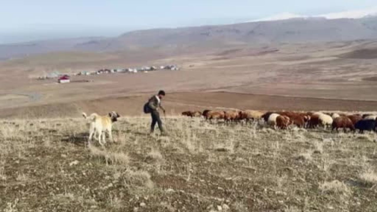 Patnos'ta kar yağışının gecikmesi küçükbaş üreticilerine avantaj sağladı