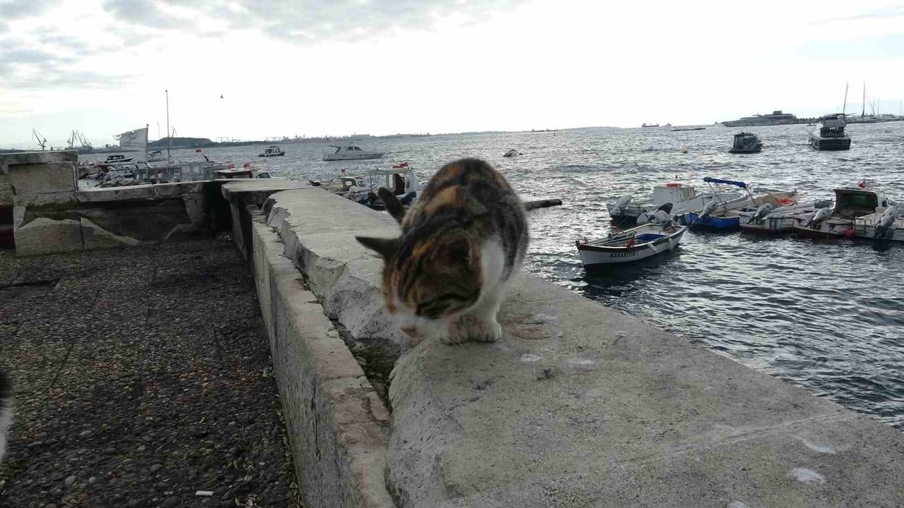 Pendik Sahili'nde kediye tekme atan görüntüler esnafın tepkisini çekti