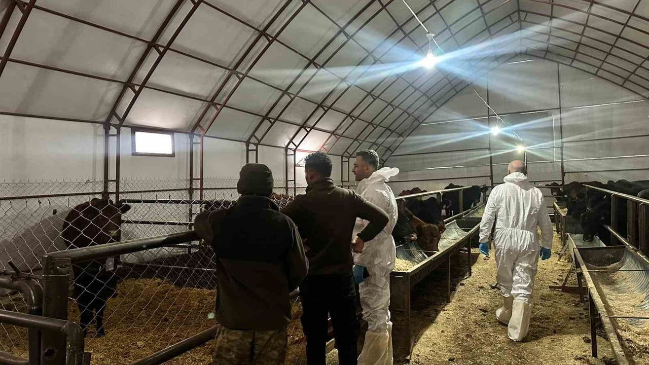 Pertek’te kırsala destek: Genç veterinerin işletmesine 30 baş Angus düve teslimi