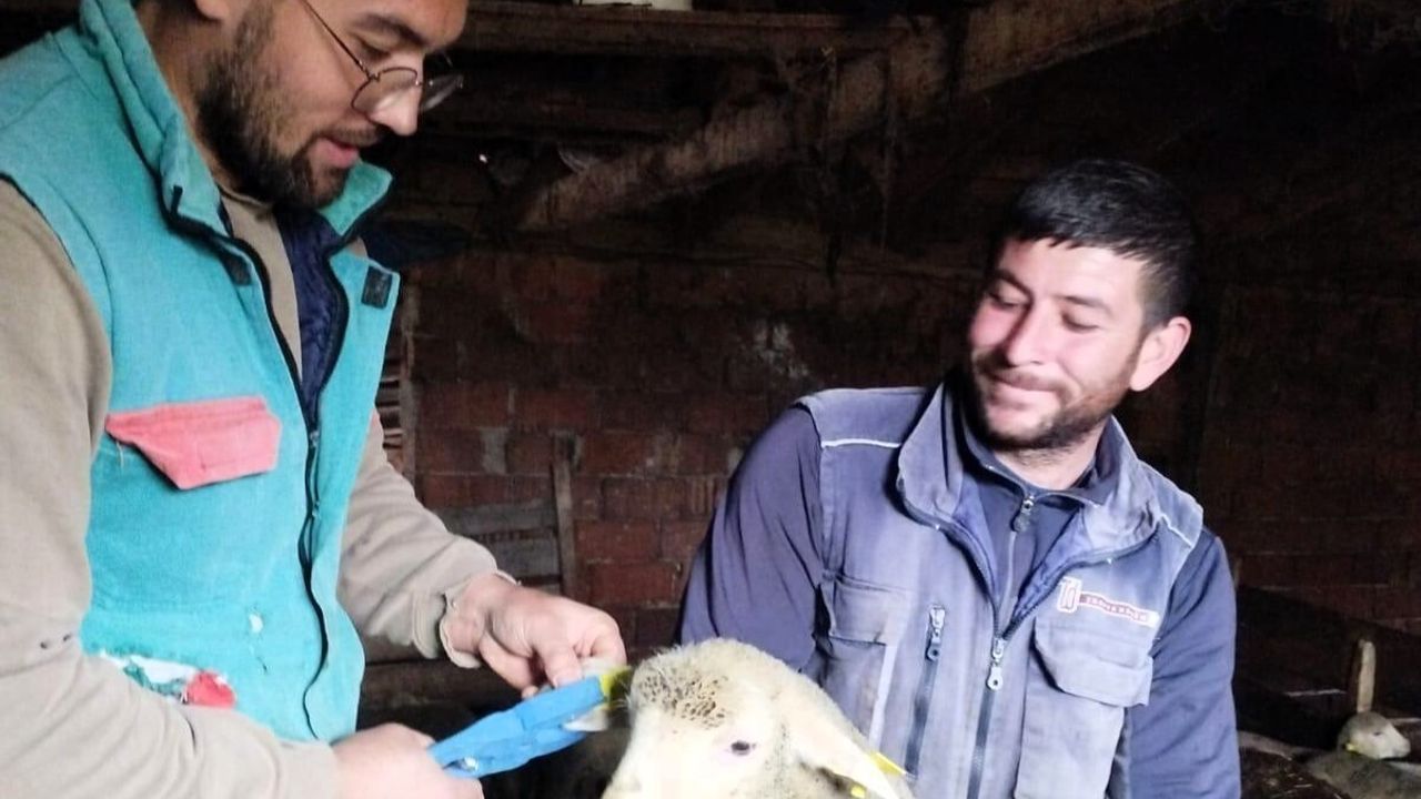 Pınarhisar'da küçükbaş hayvanlara küpe takıldı, sağlık kontrolleri yapıldı