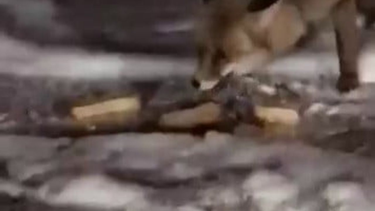 Posof'ta Aç Kalan İki Tilki Evlerin Önüne Kadar Gelerek Ellerle Beslendi