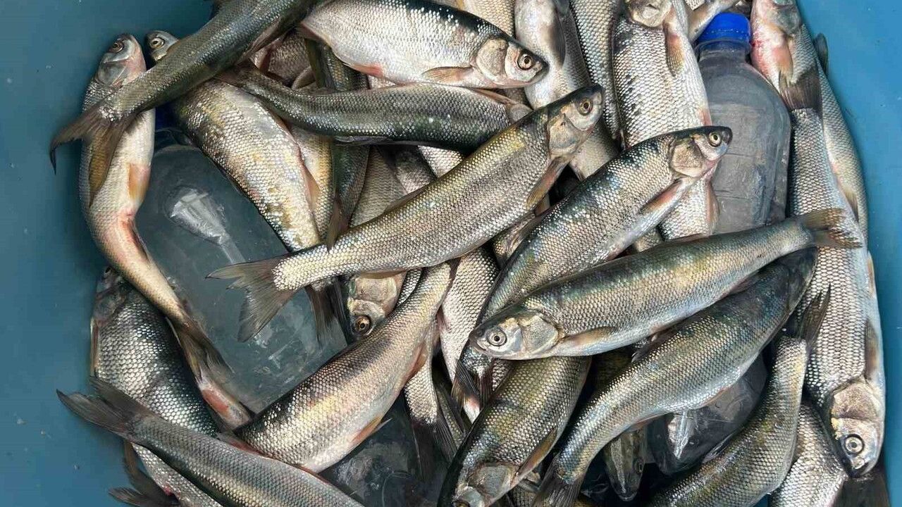 Prof. Dr. Alaeddinoğlu: İnci kefalinin nesli iklim değişikliği nedeniyle tehdit altında