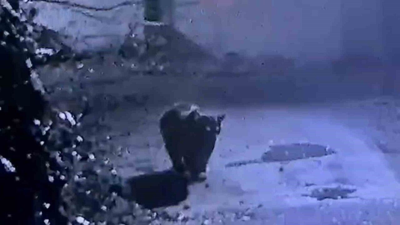 Rize Güneysu'da av izni verilen ayı güvenlik kamerasına yakalandı