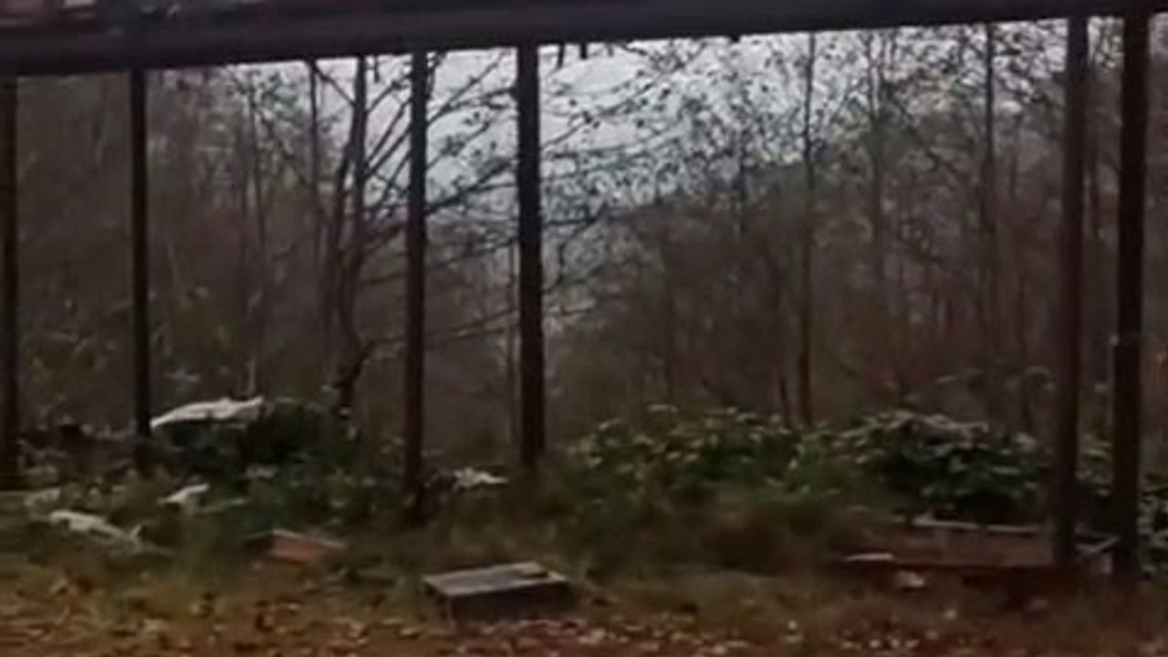 Rize Hemşin’de demir profilli tezgâh ayıları durduramadı: Kovanlar parçalandı