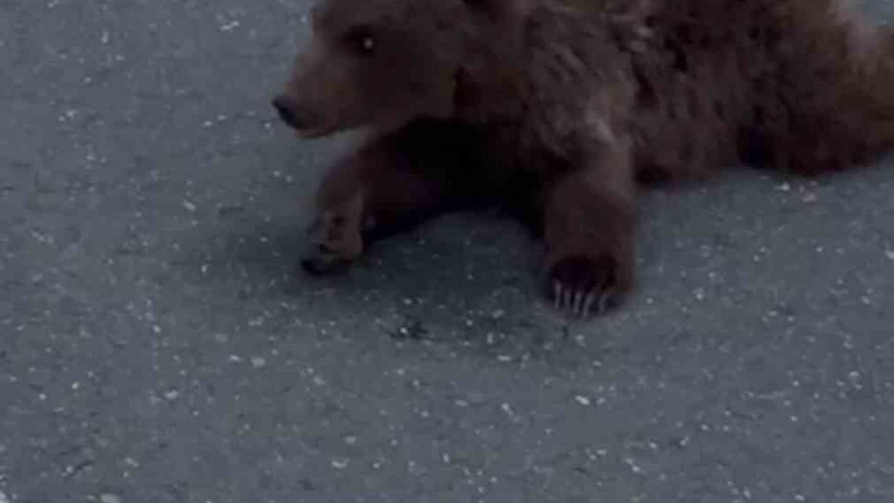Safranbolu'da Kara Yolunda Yaralı Yavru Ayı DKMP'ye Teslim Edildi