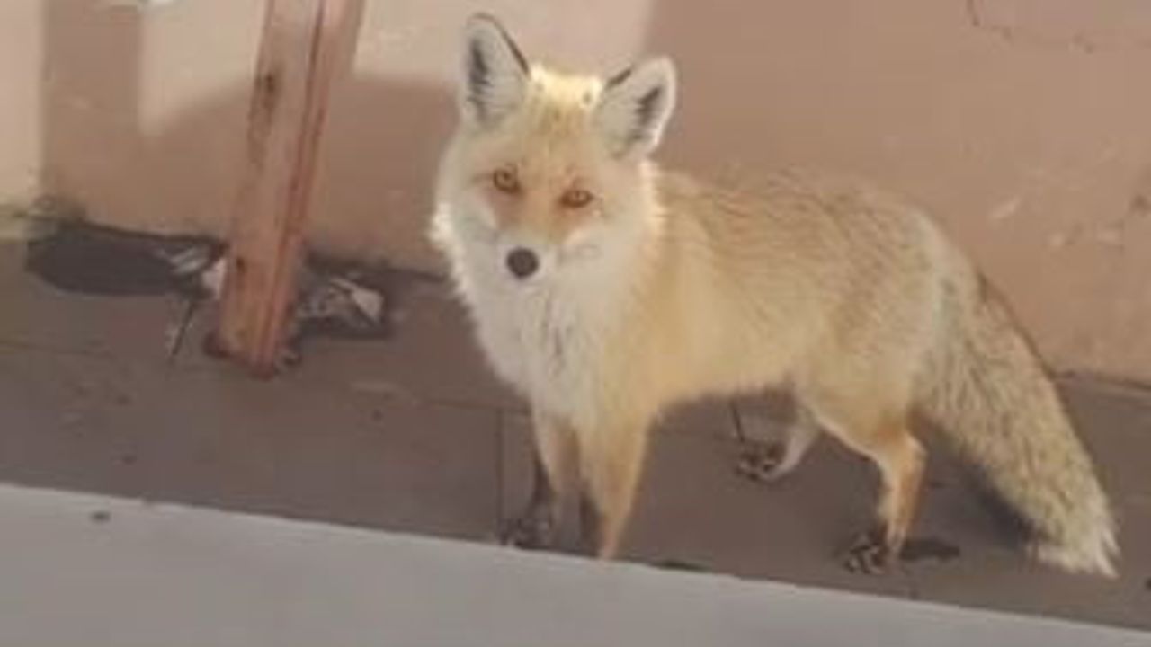 Sahara Geçidi'nde Karayolları Bakımevi'ni Ziyaret Eden Tilki